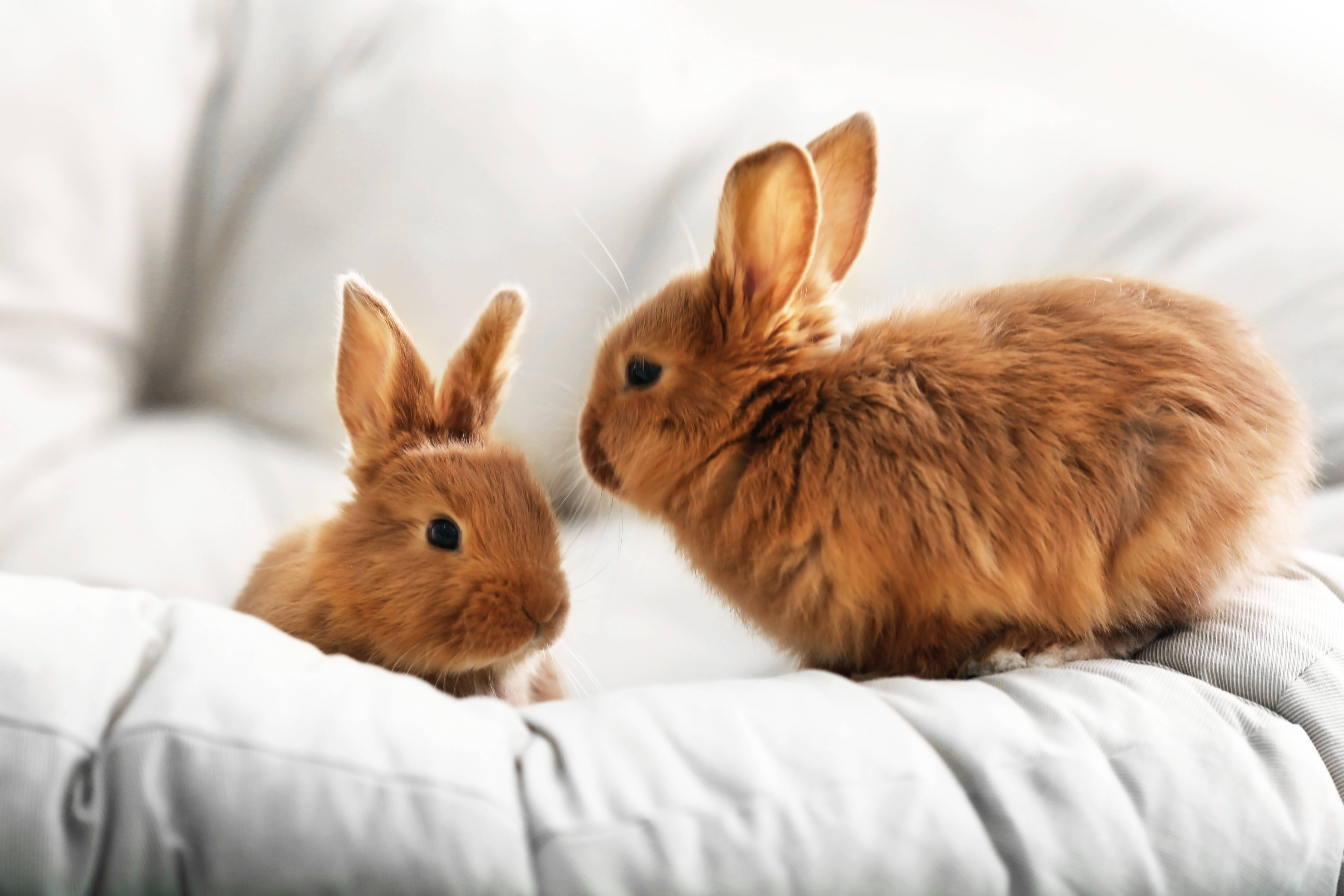 The World of Rabbit Agility: Training Your Bunny for Fun and