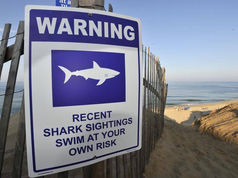 Shark Bites Are Up, but Attack Risk Is Down?