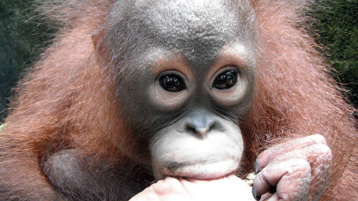 Jojo the orangutan who was three years old when she was rescued from habitat destruction. 