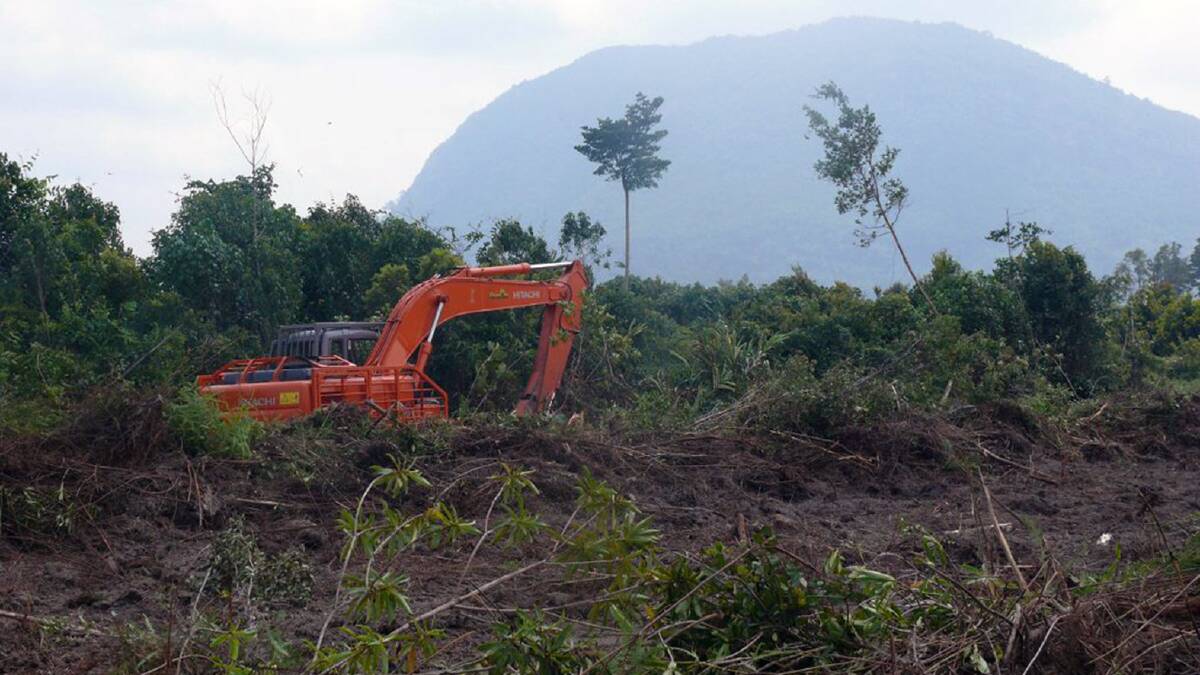 Illegal peat swamp logging practices happening in the West Kalimantan region of Borneo Indonesia.