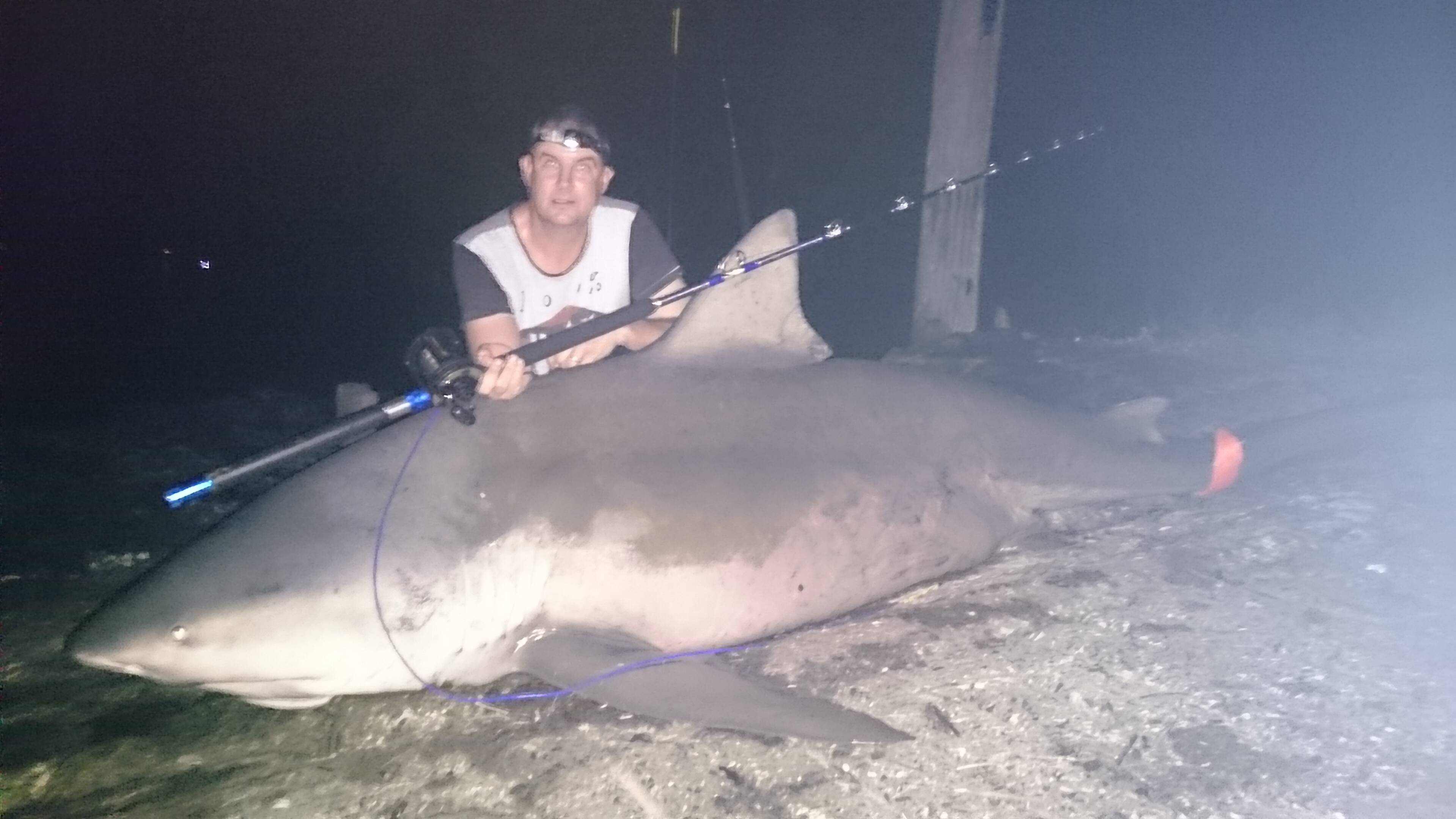 Bermagui fisherman's photo of half-eaten giant shark goes viral, Augusta-Margaret River Mail