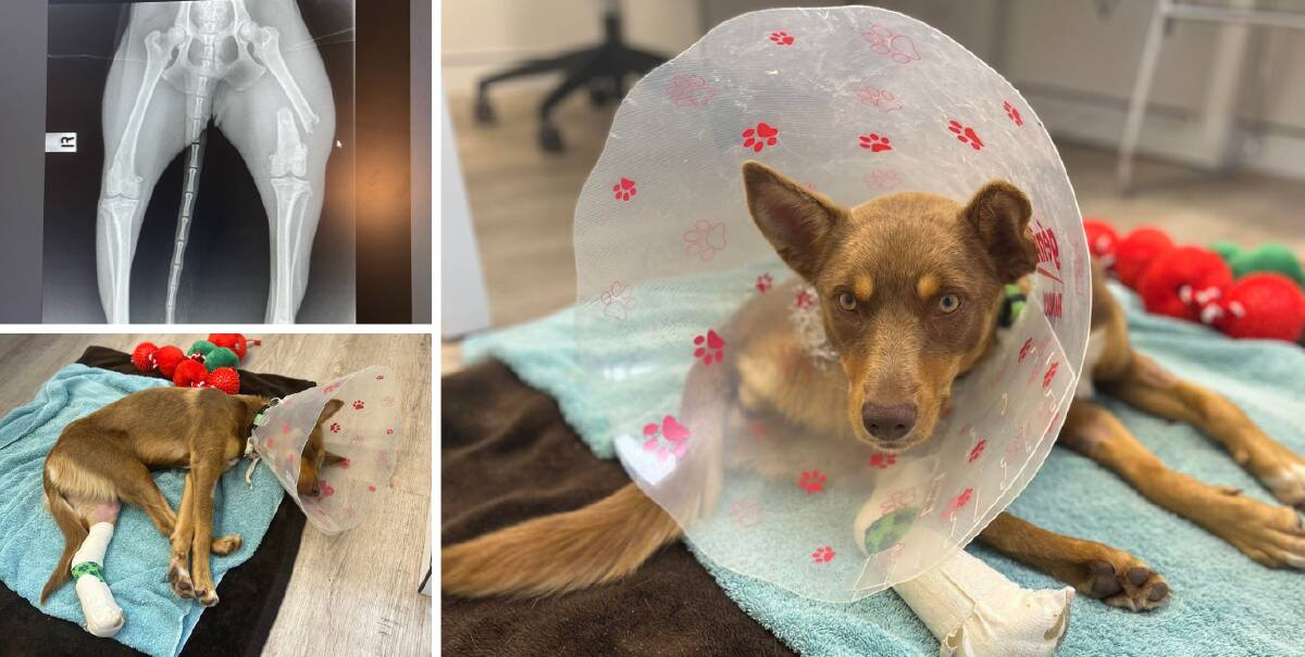 The kelpie named Sheila is believed to have fallen off a ute, with the owner claiming to have resorted to home remedies to attempt to treat her. Pictures supplied. 